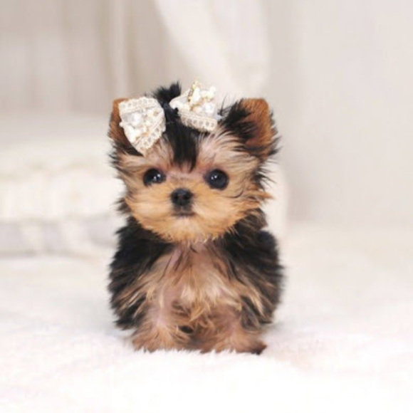 Meet your Posher, Jonnalyn - Picture 1 of 1